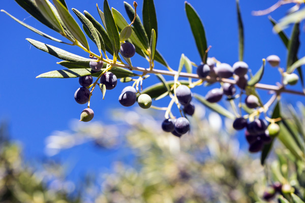 Gresk oliven